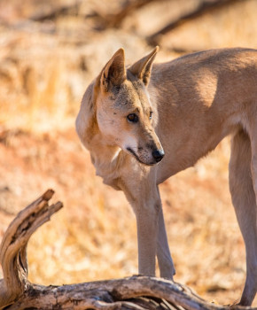 Look Closer 3eme: Australia: The Dog Fence, episode sheets - Exercises public_resources.teaching_resource