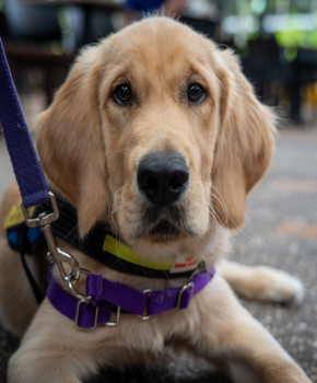 Look Closer 4eme: Helping others: Guide dog puppies, episode sheets - Exercises public_resources.teaching_resource