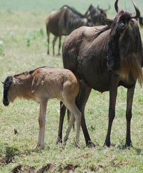 Look Closer 6eme: Kenya: The Great Migration, episode sheets - Exercises public_resources.teaching_resource