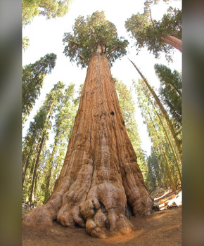 Natural Wonders of America A2: Sequoia & Yosemite: Giant Trees and Great Rocks, episode sheets - Exercises public_resources.teaching_resource