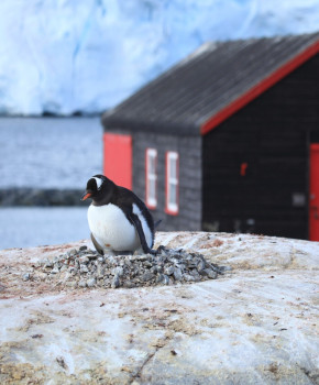 Look Closer 4eme: Into the ice: Port Lockroy, episode sheets - Exercises public_resources.teaching_resource