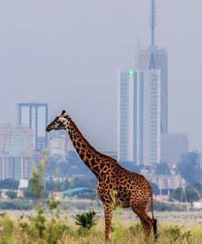 Look Closer 6eme: Kenya: Nairobi National Park, episode sheets - Exercises public_resources.teaching_resource