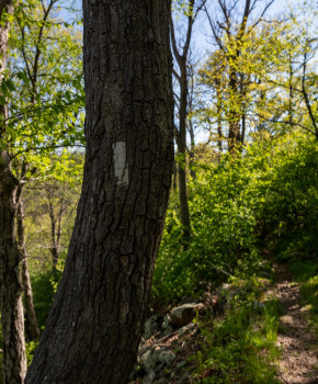 Natural Wonders of America A2: The Appalachian Trail, episode sheets - Exercises public_resources.teaching_resource