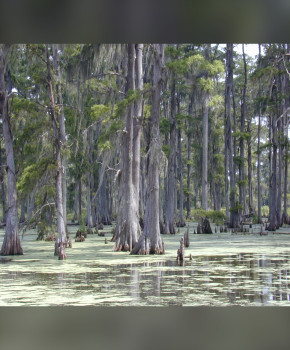 Natural Wonders of America A2: The Bayou, Louisiana, episode sheets - Exercises public_resources.teaching_resource