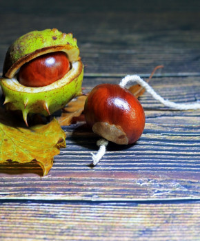 Look Closer 5eme: Britain's strangest contests: the conker championships, episode sheets - Exercises public_resources.teaching_resource