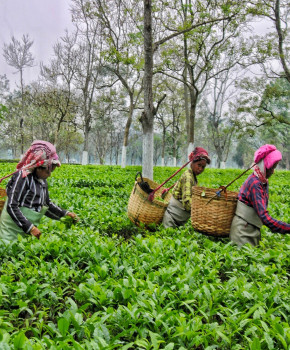 Look Closer 3eme: India: Tea from Assam, episode sheets - Exercises public_resources.teaching_resource