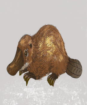 Animals & Creatures of Australia A1: Platypus, episode sheets - Exercises public_resources.teaching_resource