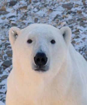 Look Closer 5eme: Canada: Churchill's polar bears, episode sheets - Exercises public_resources.teaching_resource