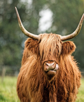 Look Closer 6eme: Scottish Highlands: The Highland cow, episode sheets - Exercises public_resources.teaching_resource