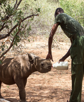 Look Closer 6eme: Kenya: Counting rhinos, episode sheets - Exercises public_resources.teaching_resource