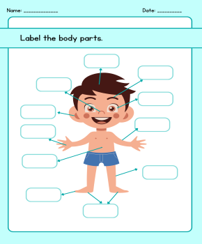 Label The Body Parts